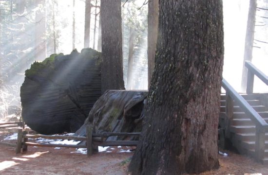 Trees