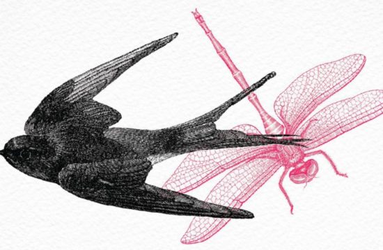 Bird and dragonfly graphic
