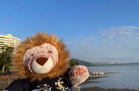 Stuffed Lion on vacation