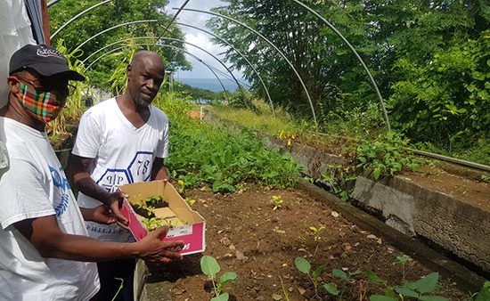 Man holding box of seedlings