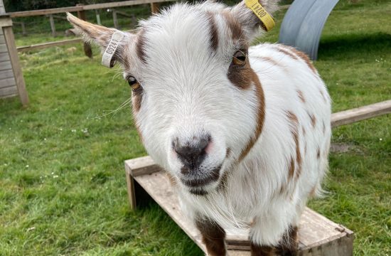 Goat