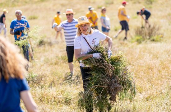 Lions clean up the land